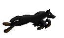 Running Wolf