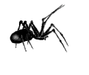 spider