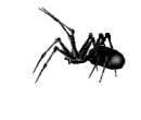 spider