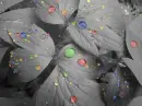 colours drops