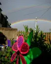 flower drops
