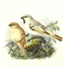 birds