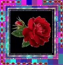 Rose.