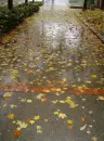rain leaves