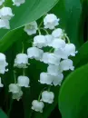 Flowers.