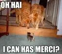 cat weird
