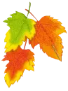 Leaf