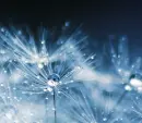 blue dandelion