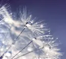 dandelions