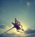 fly