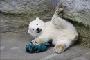 polar bear