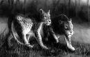 Leopards