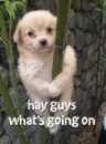 Puppy