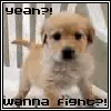 doggie sayz wanna fight