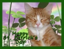 Saint Pat Cat