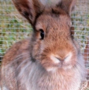 bunny rabbit