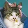 Baby Cat 