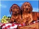 dogs