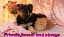 Friends