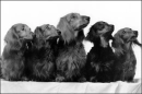 dachshunds