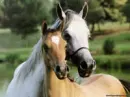 horses