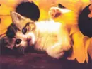 KITTEN