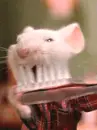 Stuart brushing his teeth