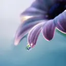 drop