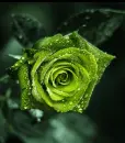 green rose