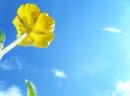 yellow flowers