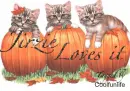 Jirzie loves it kittys