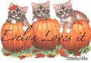 evelyn loves it kittys