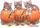 Evelyn kitty