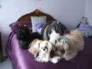 FOUR ON THE BED AND THE LITTLE ONE SAID ,,MOVE OVER..!!