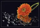 Flowers.