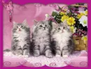 cute kittens