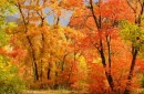 AUTUMN