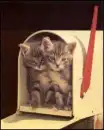 kittys