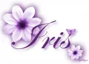 Purple Flower - Iris