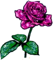 rose