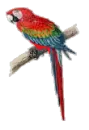 Tropical Bird