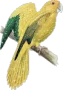 TROPICAL BIRD