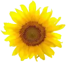 girasol