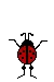 ladybug