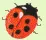 ladybug