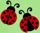 ladybug