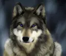 wolf