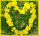 yellow heart