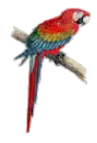 Tropical Bird