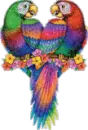 Tropical Birds
